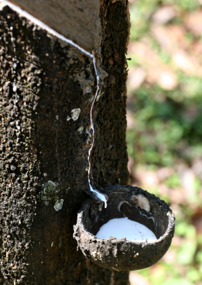 Rubber trees make rubber o-rings for transmissions.